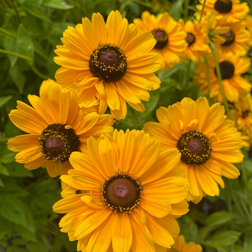 Yellow Black Black Eyed Susan Seeds