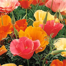 Mix California Poppy Seeds