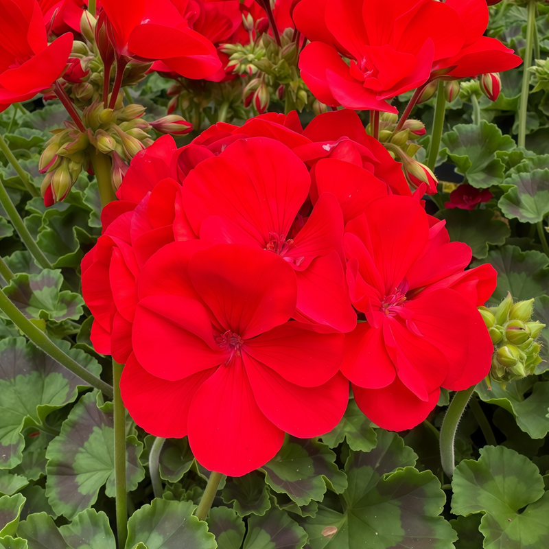 Pelargonium Seeds - Crimson