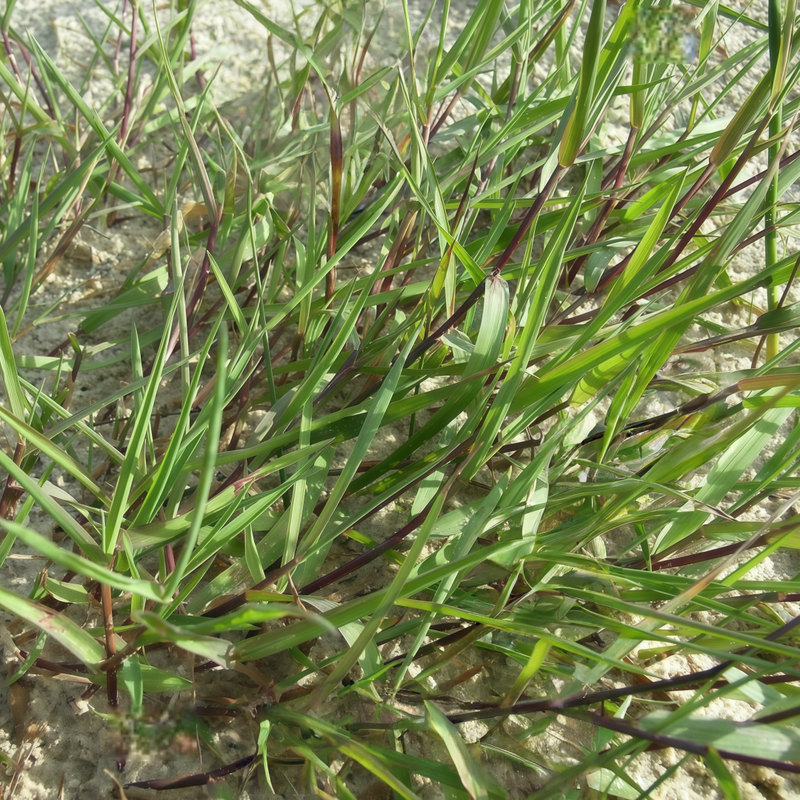 Penn A-1 Grass Seed