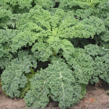 Curly Kale Heirloom Seeds