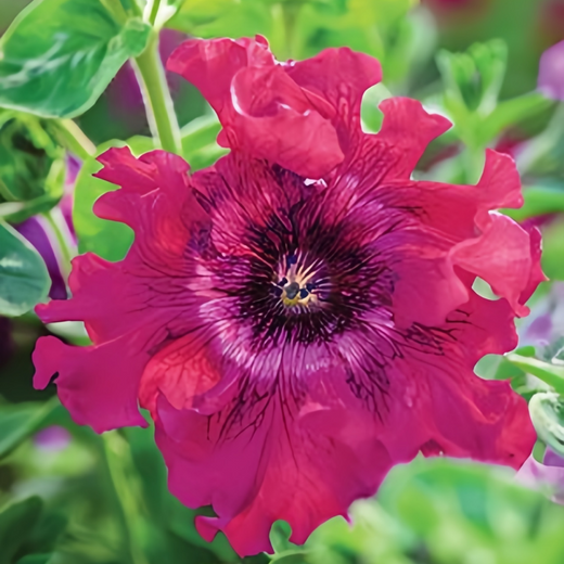 Mix Petunia Seeds