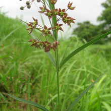 Vincetoxicum Pycnostelma Seeds