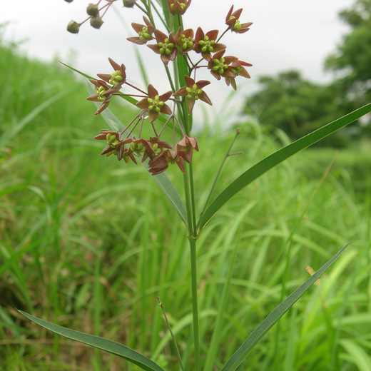 Vincetoxicum Pycnostelma Seeds