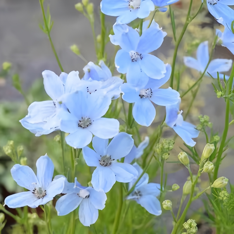Delphinum Seeds - Bright Blue Larger Packet High Germination 1200-5000 Onsaleseeds