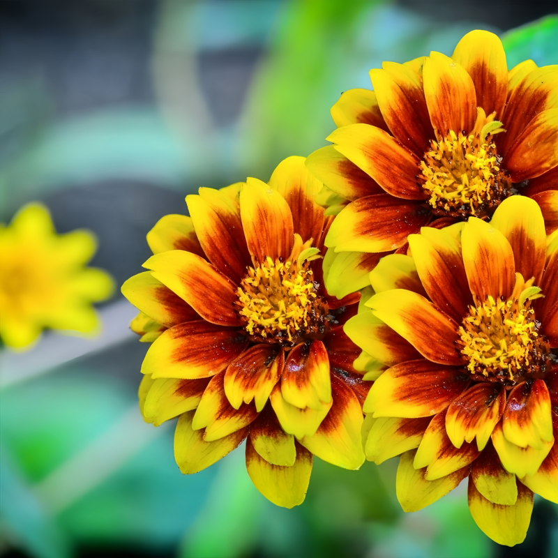 Mix Zinnia Seeds