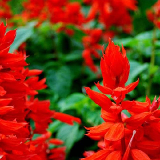 Sage Seeds - Red