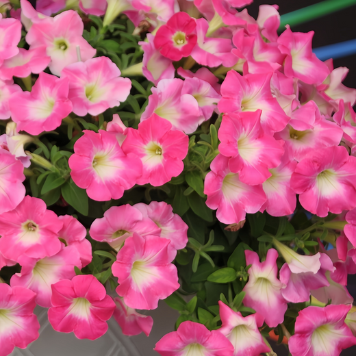 Petunia Seeds