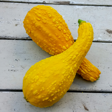 Swan Yellow Butternut Squash Seeds