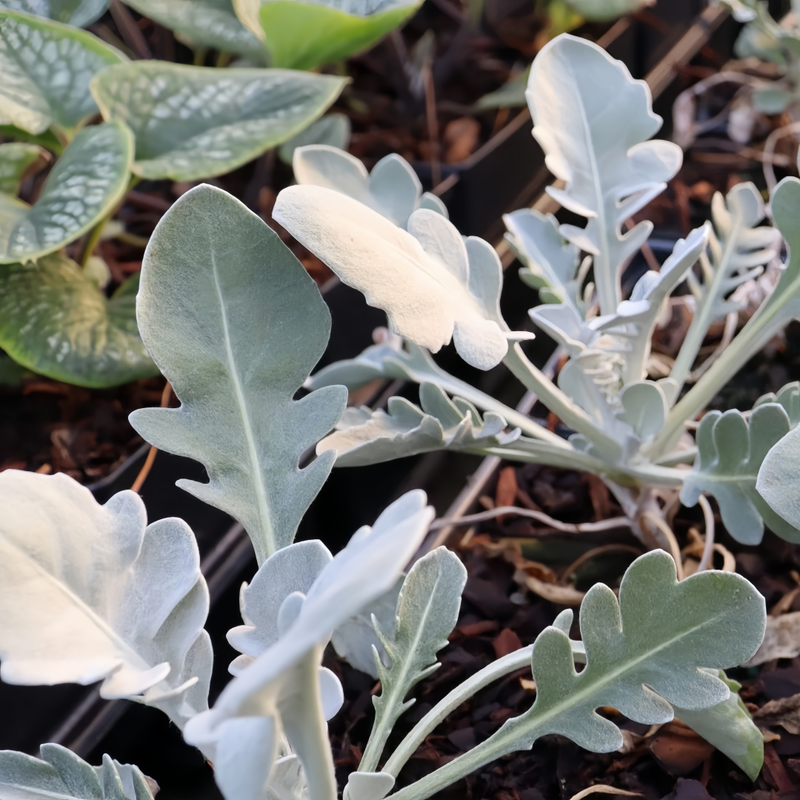 Dusty Miller Seeds - Old Crow