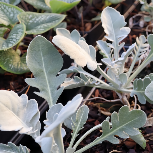Dusty Miller Seeds - Old Crow