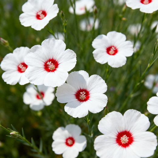 Flax Seeds - White Red Heart