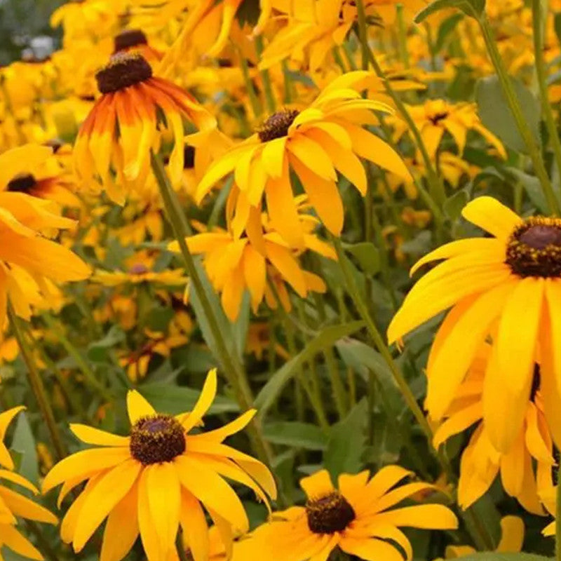 Mix Black Eyed Susan Seeds