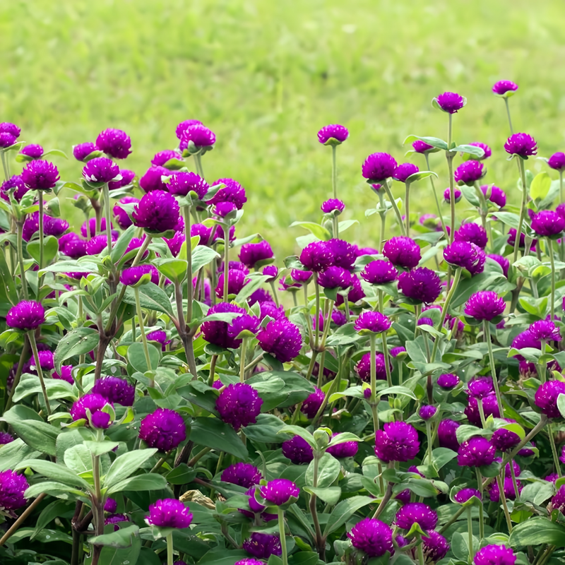 Globe Amaranth Seeds - Purplish Red Dwarf