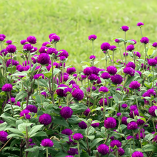 Globe Amaranth Seeds - Purplish Red Dwarf