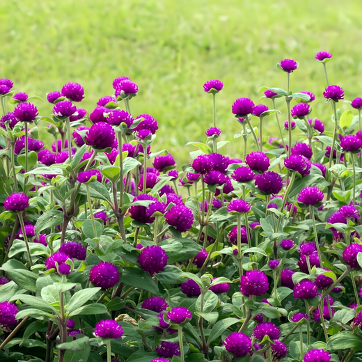 Globe Amaranth Seeds - Purplish Red Dwarf