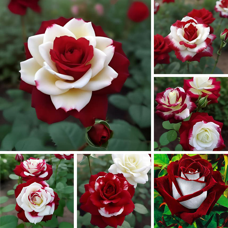 Multicolor Rose Seeds