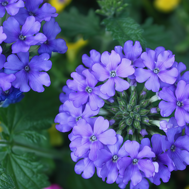 Blue Verbena Seeds