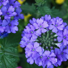 Blue Verbena Seeds
