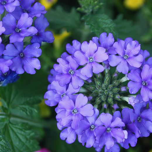 Blue Verbena Seeds