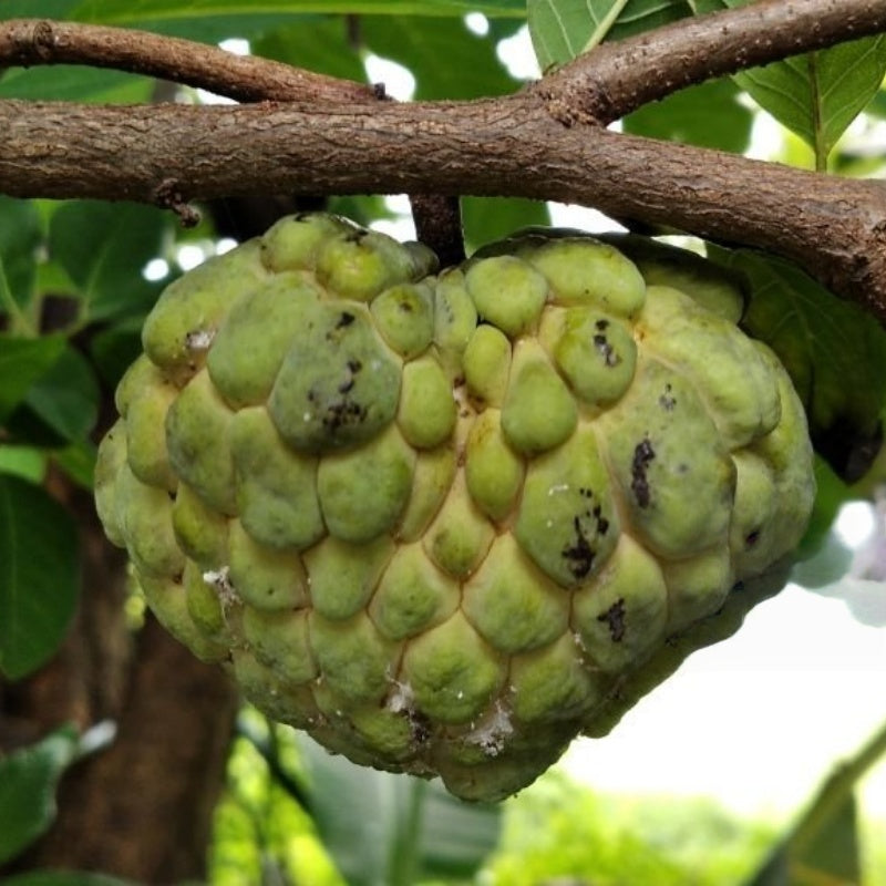Soursop Fruit Tree Seeds up to 50%