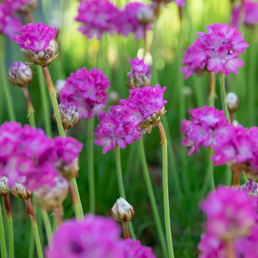 Rose Red Sea Thrift Seeds