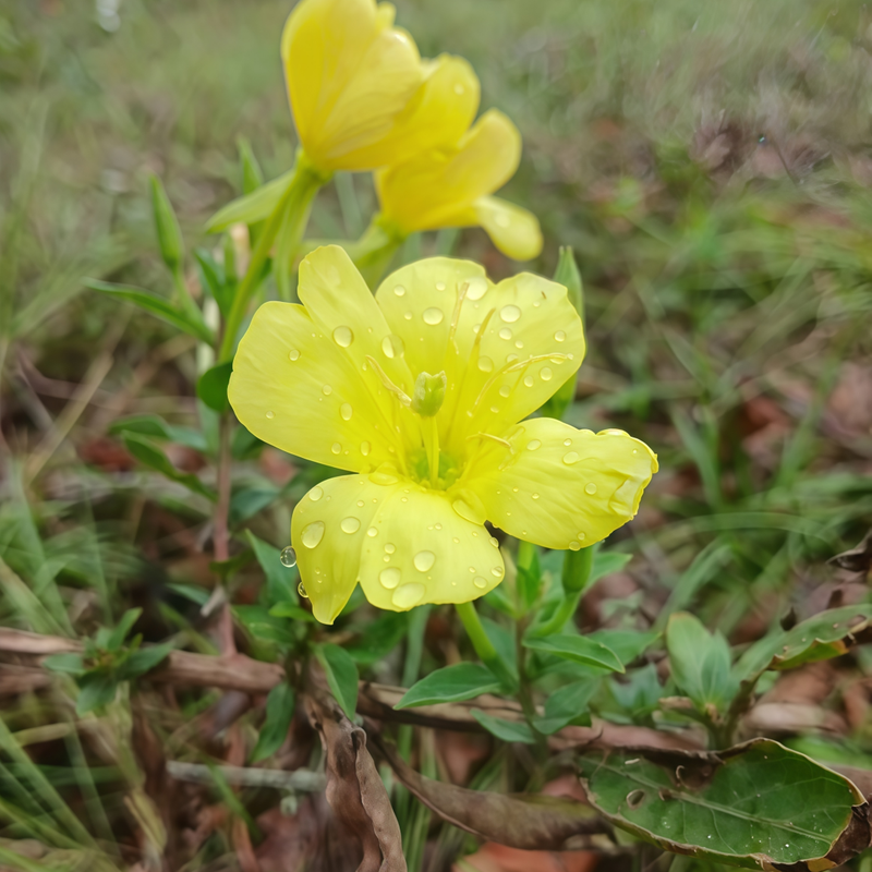 Evening Primrose Seeds - Yellow