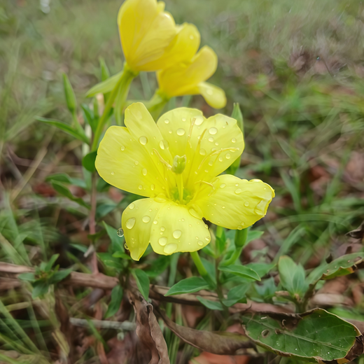 Evening Primrose Seeds - Yellow