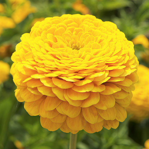 Yellow Double Zinnia Seeds