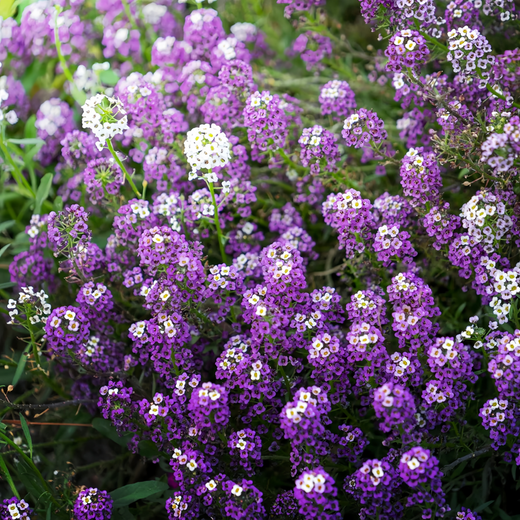 Sweet Alyssum Seeds Purplish Red