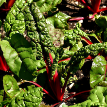 Green Leaf Red Stem Beta Vulgaris Seeds