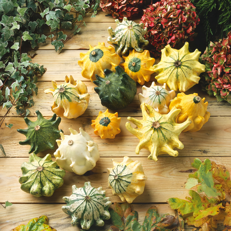 Cucurbita Moschata - Crown Mix High Germination  Onsaleseeds