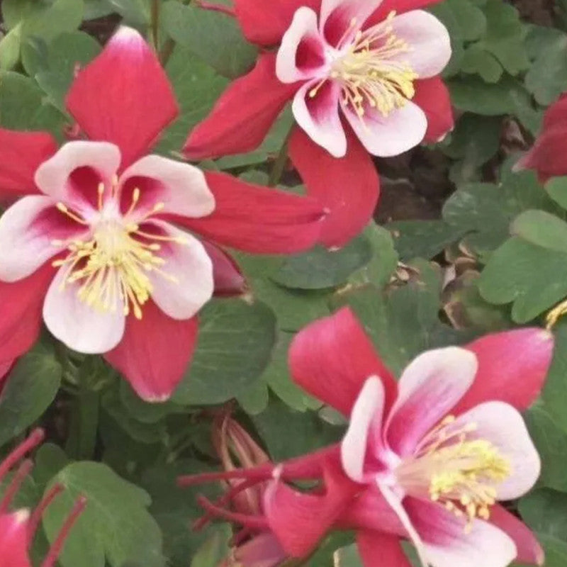 Mix Columbine Seeds