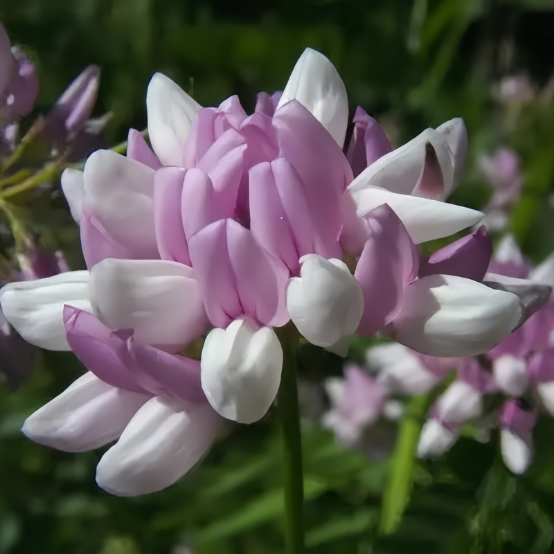 Crown Vetch Seeds