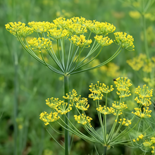 Yellow Fennel Seeds