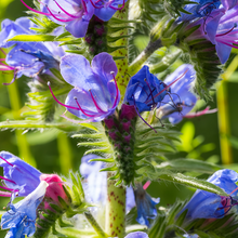 Blue Vipers Bugloss Seeds