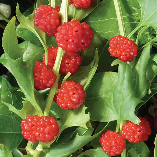 Strawberry Blite Seeds - Red