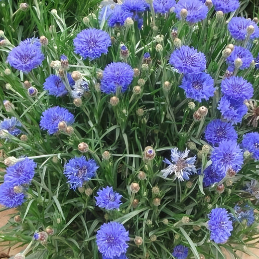 Cornflower Seeds - Deep Blue