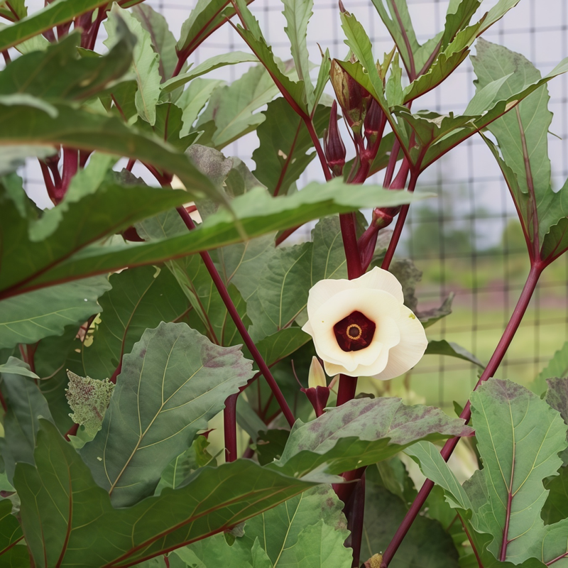 Red Okra Seeds