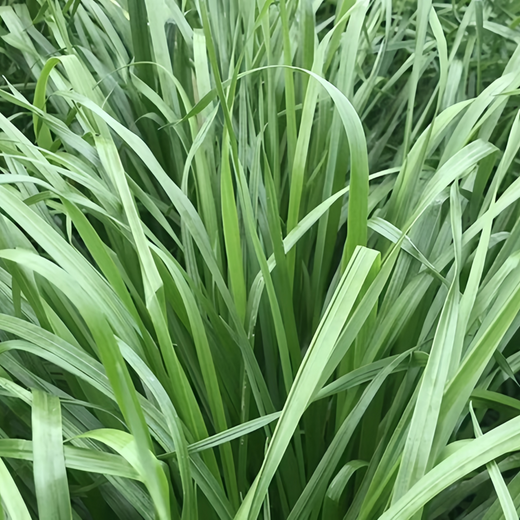 Annual Ryegrass Seeds