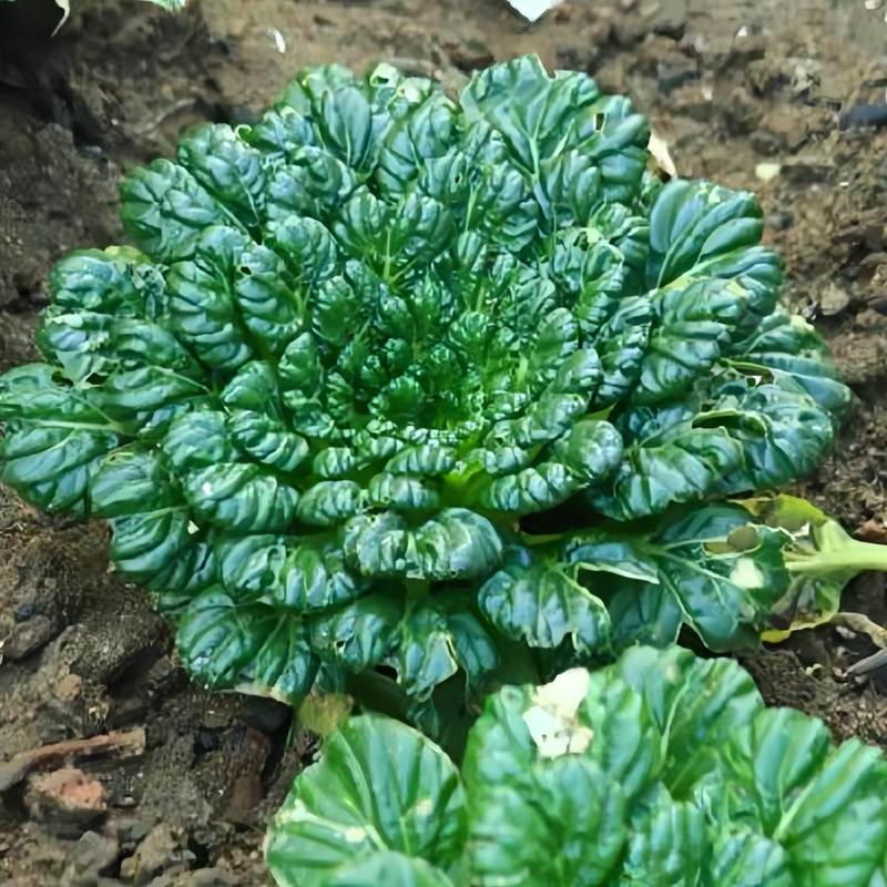 Wuta Tsai Asian Leafy Green Seeds