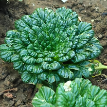 Wuta Tsai Asian Leafy Green Seeds