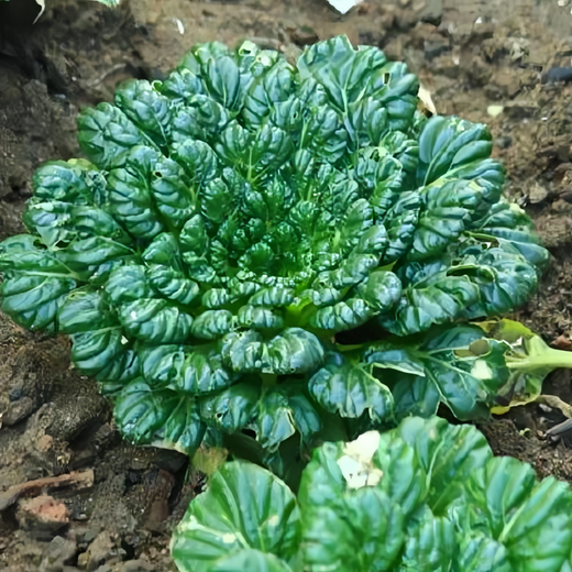 Wuta Tsai Asian Leafy Green Seeds