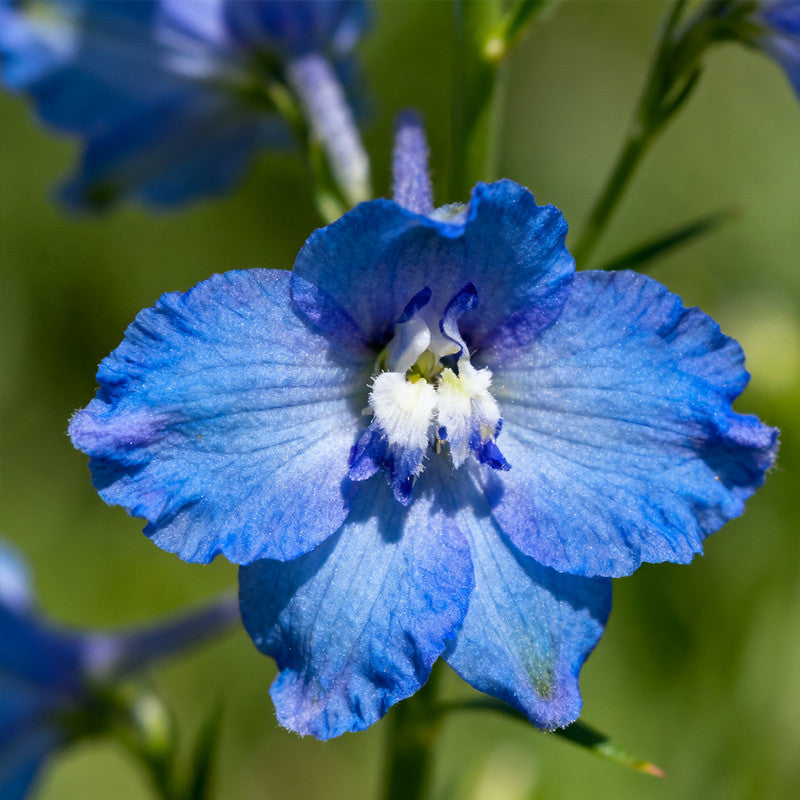 Lobelia Seeds - Blue