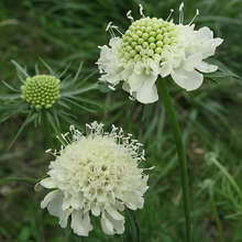 Scabiosa Seeds - White