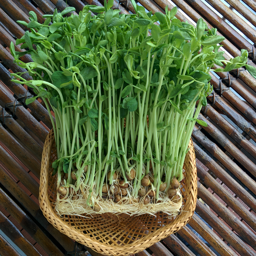 Pea Sprouting Microgreen Seeds
