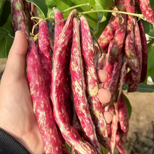 Thai Bean Seeds