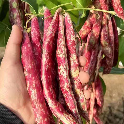 Thai Bean Seeds