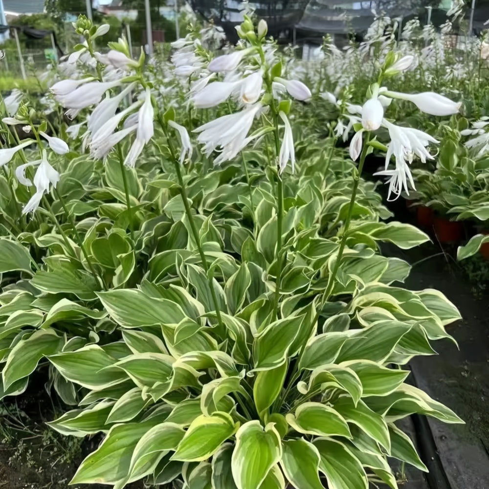 Hosta