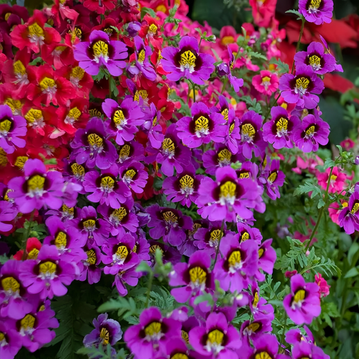 Schizanthus Pinnatus Mix Seeds